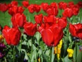 Red Tulips in a Beautiful Flowerbed Royalty Free Stock Photo