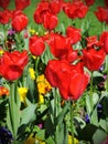 Red Tulips in a Beautiful Flowerbed