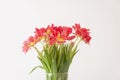 Red tulips. Beautiful flowers in a vase on soft light background