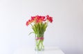 Red tulips. Beautiful flowers in a vase on soft light background