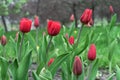 Red tulips at the beginning of their flowering. Blooming Gesner`s tulips. First spring flowers Royalty Free Stock Photo