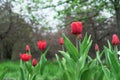 Red tulips at the beginning of their flowering. Blooming Gesner`s tulips. First spring flowers Royalty Free Stock Photo