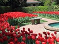 Red tulips and bench Royalty Free Stock Photo