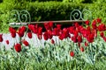 Red tulips and bench Royalty Free Stock Photo