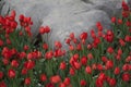 Red tulips and big stones