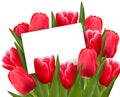 Red tulips and blank of card