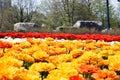 View of city park landscape with blooming tulip flowers in field Royalty Free Stock Photo