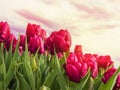 Red tulips bloom in field under a cloudy sky. Sunset, dawn, flower business, floriculture, flowers for holidays, nature Royalty Free Stock Photo
