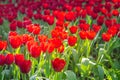 Red tulips are blooming in the garden. Beautiful floral background. Flowerbed with flowers. Close-up photo tulip Royalty Free Stock Photo