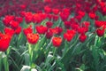 Red tulips are blooming in the garden. Beautiful floral background. Flowerbed with flowers. Close-up photo tulip Royalty Free Stock Photo