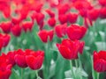 Red tulips are blooming in the garden. Beautiful floral background Royalty Free Stock Photo