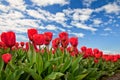 Red tulips blooming in Mount Vernon, Washington Royalty Free Stock Photo