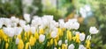 Red tulips blooming in a tulip field in garde Royalty Free Stock Photo