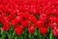 Red tulips blooming in vast springtime field. Beautiful bright red tulip in the middle of a field Royalty Free Stock Photo
