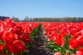 Red tulips blooming in vast springtime field. Beautiful bright red tulip in the middle of a field Royalty Free Stock Photo