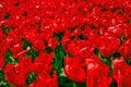 Red tulips blooming in vast springtime field. Beautiful bright red tulip in the middle of a field Royalty Free Stock Photo