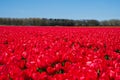 Red tulips blooming in vast springtime field. Beautiful bright red tulip in the middle of a field Royalty Free Stock Photo