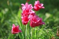 Red tulips in blossoming between the grass. The first flowers in spring after hibernation Royalty Free Stock Photo