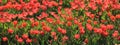 Red tulips in blossoming between the grass. The first flowers in spring after hibernation in city garden Royalty Free Stock Photo