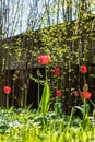 Red tulips blossoming at sun. Royalty Free Stock Photo