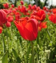 Red tulips blossoms in the garden