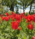 Red tulips blossoms in the garden