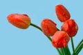 Red tulips