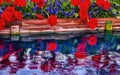 Red Tulips Blue Grape Hyacinty Reflection Skagit Valley Washington Royalty Free Stock Photo