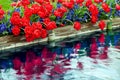 Red Tulips Blue Hyacinth Reflection Royalty Free Stock Photo