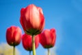 Red tulips on blue sky background.Copy space.