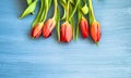 Red tulips on blue wooden background, with copy space, top view