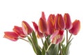 Red tulips bouqet