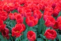 Spring red tulips