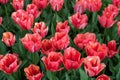 Spring red tulips