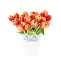 Red tulips bouquet in white pot isolated over white. Mothers Day Royalty Free Stock Photo