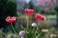 Red tulips with bright yellow border and pink ranunculus flowering with birch branches in a spring bouquet.