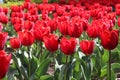 Red tulips Royalty Free Stock Photo