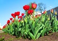 Red tulips on a city flowerbed on a sunny day
