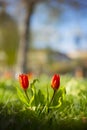 Red tulips in city park on sunny day Royalty Free Stock Photo