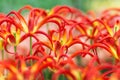 Red tulips with a claw shaped petals blooming in a park close-up. Selective focus. Royalty Free Stock Photo