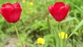 Red tulips close to on green background