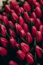 Red tulips close-up. Abstract background. Flower background, garden flowers. ValentineÃ¢â¬â¢s card. 8 March flowers card