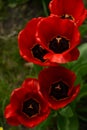 Red tulips close up on a background of green grass. View from the top. Beautiful red flowers.