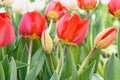 Red tulips, close up