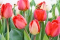 Red tulips, close up