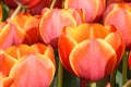 Red tulips, close up