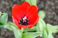 Red tulips, close up