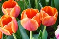 Red tulips, close up