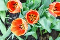 Red tulips, close up