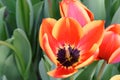 Red tulips, close up